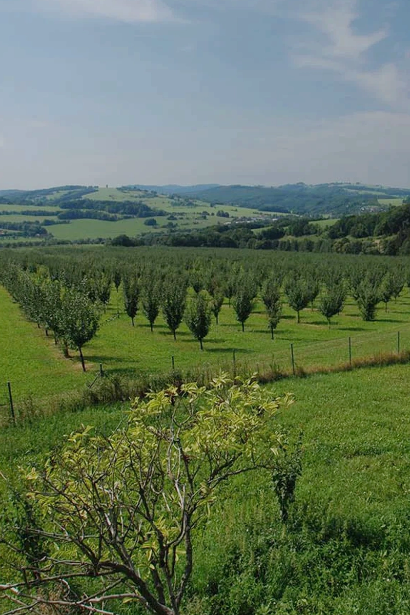 R. Jelínek saját szilvaültetvényei